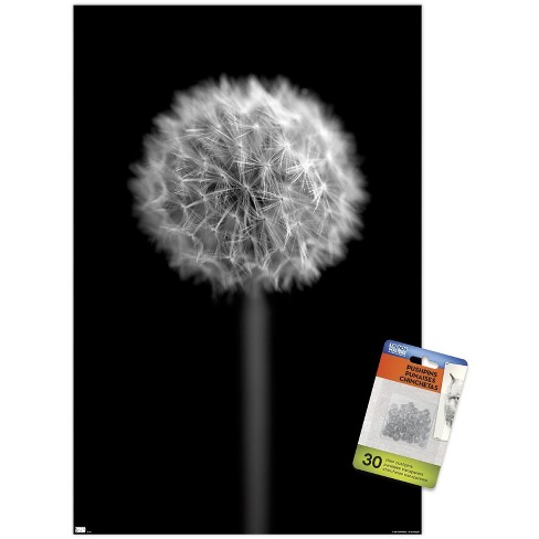 Trends International Tom Quartermaine - Black And White Dandelion Unframed  Wall Poster Print Clear Push Pins Bundle 14.725\