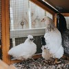 Hardware Cloth 1/4 Inch 36inx100ft 23 Gauge, Garden Fencing Chicken Wire, Chicken Wire Mesh Roll,Wire Fencing Mesh Wire Cloth Fencing For Farm - 3 of 4