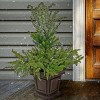 48" Prelit LED Cedar and Evergreen Porch Bush Warm White Lights - National Tree Company - 2 of 4