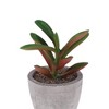 Unique Bargains Artificial Plants Mini Peperomia in Pulp Plastic Fuchsia 2.56"x2.56"x4.33" 1 Pcs - 4 of 4