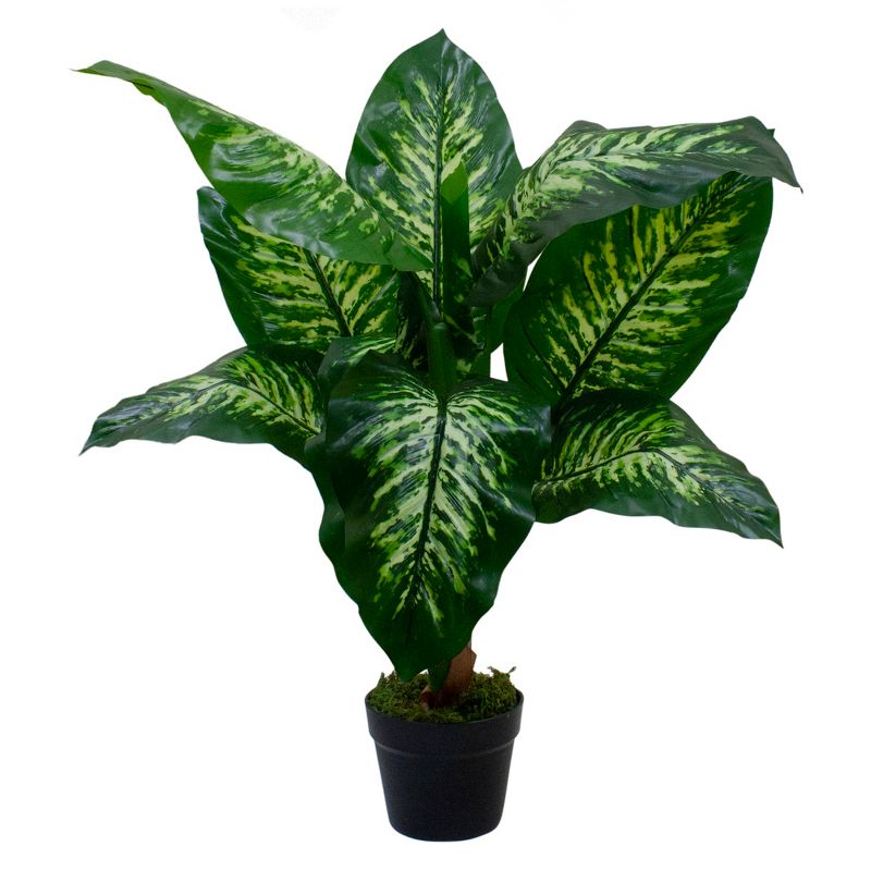 Northlight 36" Artificial Green and Ivory Variegated Leaf Dieffenbachia Potted Plant, 1 of 5