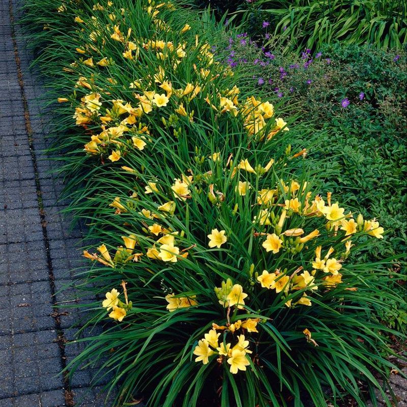 Van Zyverden 5ct Daylilies ReBlooming Stella De&#39;Oro Roots, 5 of 8