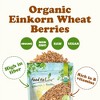 Organic Einkorn Wheat Berries - by Food To Live - 4 of 4