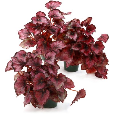 4" Begonia Red Robin - National Plant Network