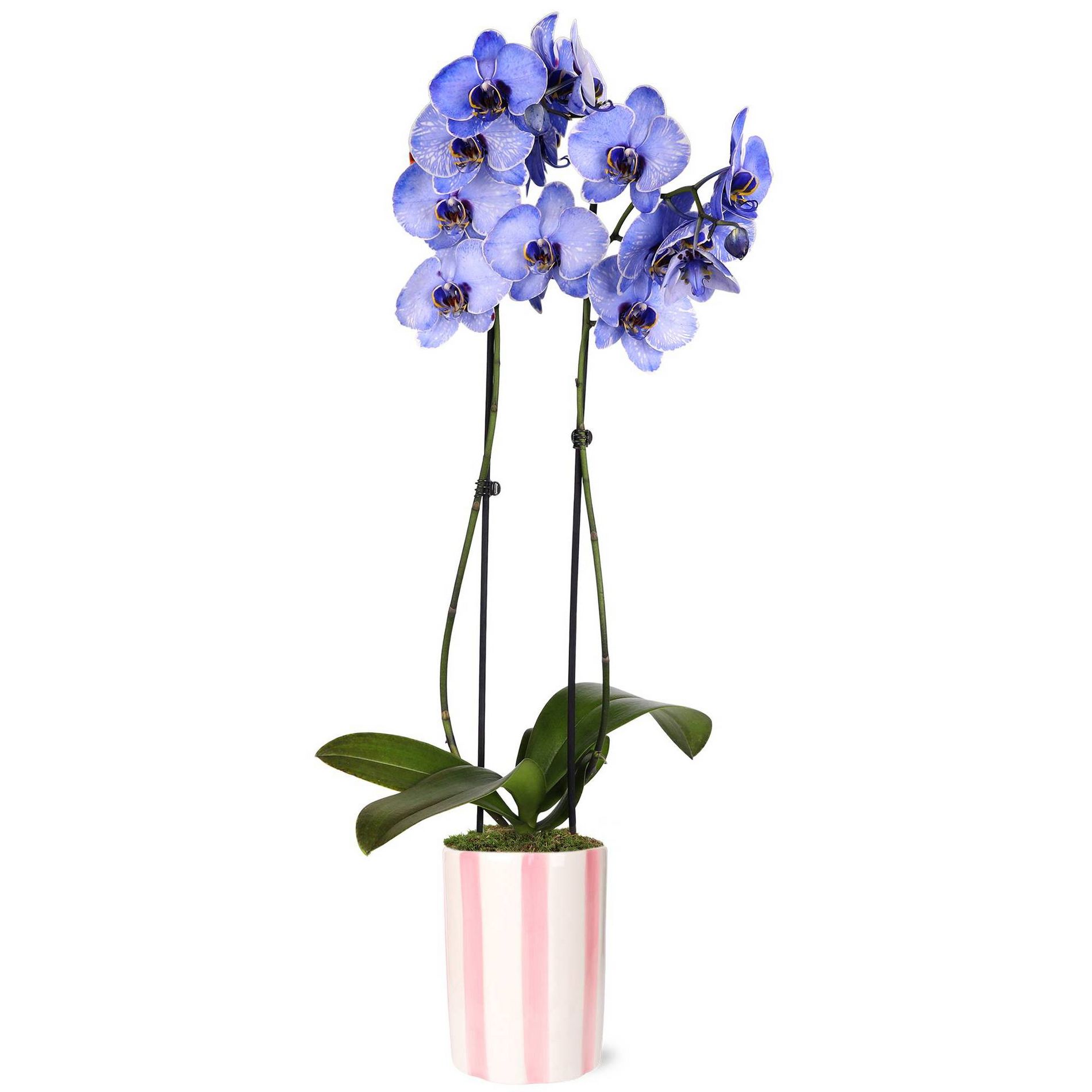 Green Circle Growers 5" Watercolor Lavender Orchid in Hollywood Pink Ceramic Pot