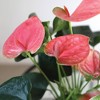 Live 5" Sweet Dream Pink Anthurium Houseplant with Moss in Evi Planter - 2 of 4