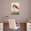 American Flamingo by John James Audubon Unframed Wall Canvas - iCanvas - 3 of 3