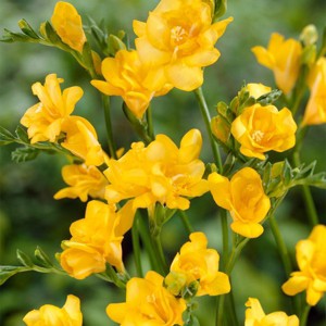 Van Zyverden 25ct Fall Planted Freesias Double Blooming Yellow Bulbs - 1 of 4