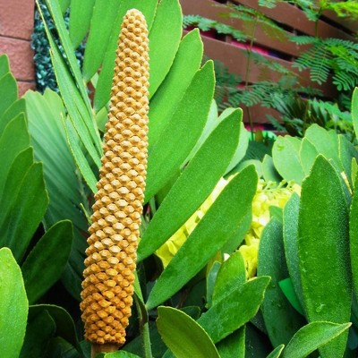 Cardboard Palm - National Plant Network