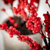 31"H and 38"H Sullivans Potted Red Berry Tree - Set of 2, Red - 2 of 3