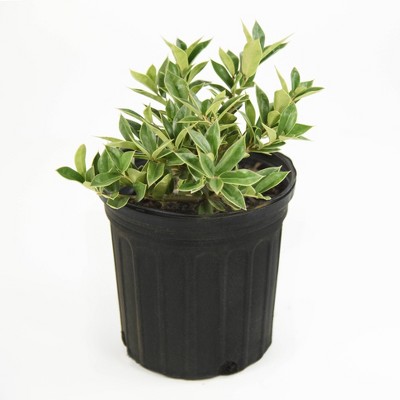 National Plant Network 2.5qt Carissa Holly Plant