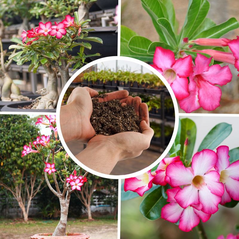 Soil Sunrise Desert Rose Potting Soil Mix, Repot, Sprout and Grow Potted Plants, 4 of 9