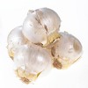 Set of 7 Allium Karataviense Bulbs - Van Zyverden - 4 of 4