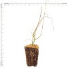 Van Zyverden Set of 3 Salix Hakura Nishiki Potted Rocketliners Plants - 4 of 4