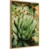 Amanti Art Succulent Whorl by Javier Pardina Canvas Wall Art Print Framed - 2 of 4