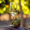 Van Zyverden Premium Grafted Bareroot Chardonnay Grape Vine - 2 of 4