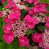 National Plant Network Live Outdoor 4" Cherry Explosion Hydrangea Plants - 3ct - 3 of 4