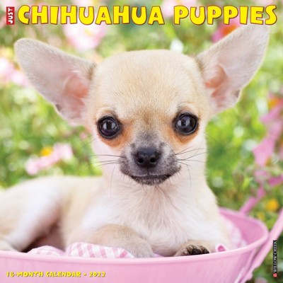 2022 Wall Calendar Just Chihuahua Puppies - Willow Creek Press