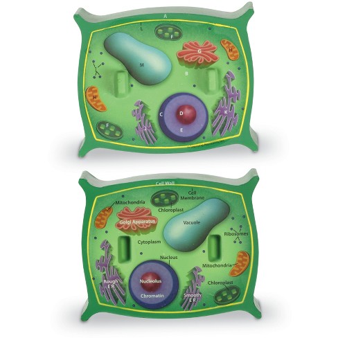 plant cell model styrofoam ball