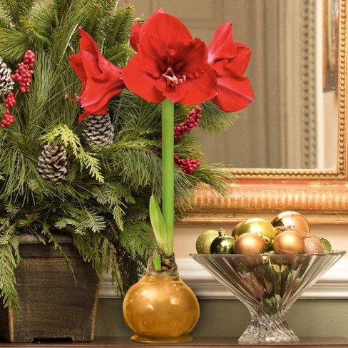 3pc Gold Waxed Giant Amaryllis Cottage Hill Nursery Target