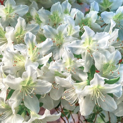 Azalea 'Glacier' 2.25gal U.S.D.A. Hardiness Zones 6-9 - 1pc - National Plant Network