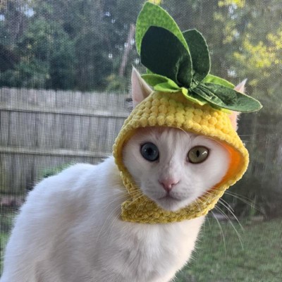 Pineapple cat clearance costume