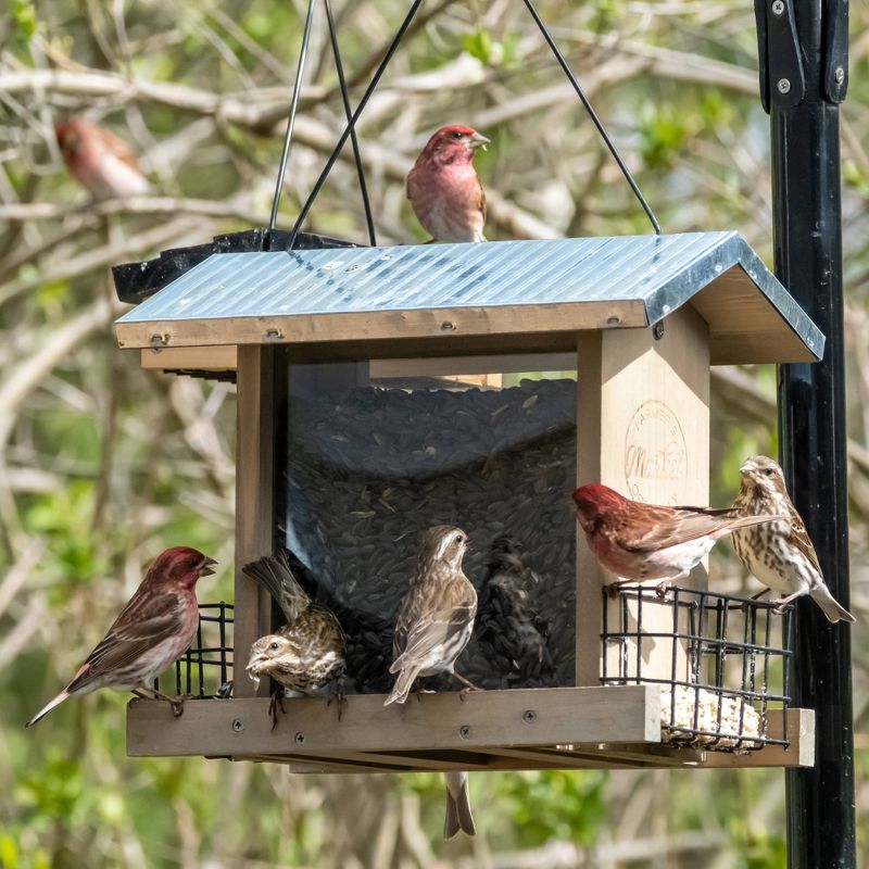 Nature&#39;s Way Wild Wings 3qt Hopper Feeder with Suet Cages 11&#34; - Weathered Galvanized, 2 of 8