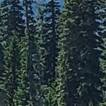 woodgrain stripe mocha