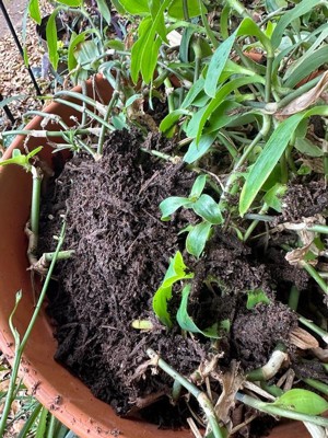 Guest review image 2 of 3, zoom in