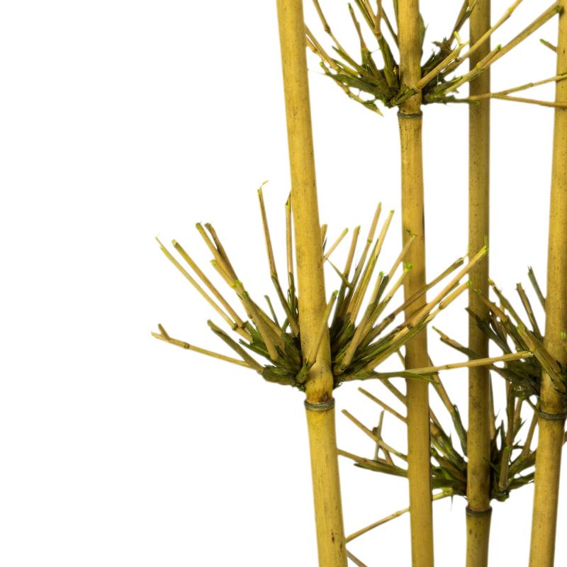Vickerman 36-40" Star Bamboo Reed Stem, Dried, 4 of 5