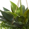 Nearly Natural 15" x 13" Artificial Agave and Maiden Hair Plant in Hanging Basket: Indoor/Outdoor Decor, Polyester Foliage - image 2 of 3