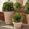 Plum & Post Boxwood Topiaries Faux (Fake) Set of 8 - 3 of 4