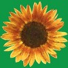 Boy's Design By Humans Sunflower By Maryedenoa T-Shirt - 2 of 3