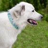 Country Brook Petz 1 1/2 Inch Premium Blue April Blossoms Dog Collar - 2 of 4