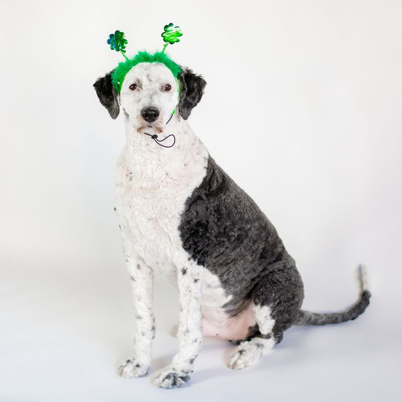 Midlee St. Patrick's Day Shamrock Dog Headband, 4 of 9