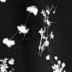 black floral