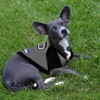 NBA San Antonio Spurs Hooded Pets T-Shirt - 3 of 3