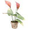Northlight 19” Pink/Green Calla Lily Flower Artificial Spring Plant - 3 of 4