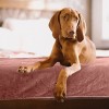 PETMAKER 80x100 Water-Resistant Dog Blanket - 2 of 4