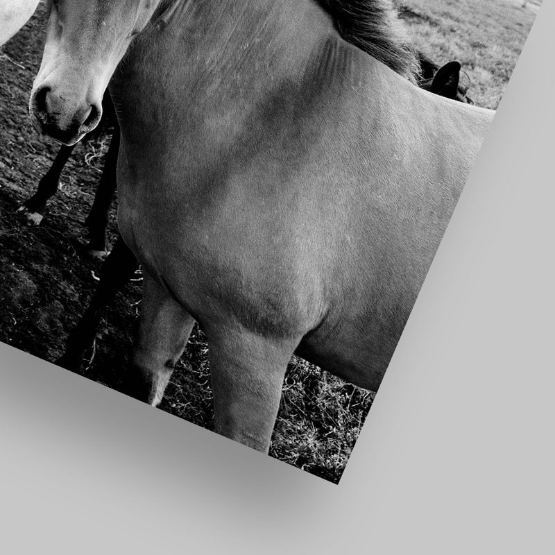 Americanflat Animal Landscape Farm Horses Black And White By Nuada Poster, 5 of 7