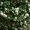 2.5qt Camellia Japonica Plant with White Blooms - National Plant Network: Perennial Shrub, Sun/Shade Mix, Hardy Zones 7-9 - 2 of 4