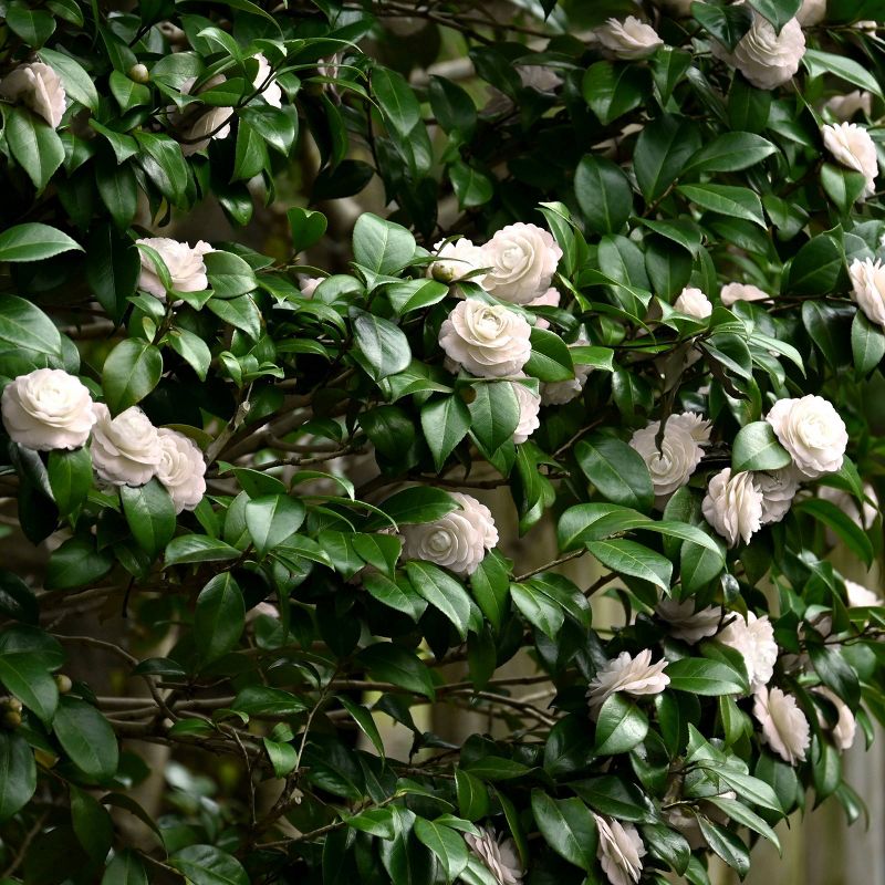 2.5qt Camellia Japonica Plant with White Blooms - National Plant Network, 3 of 7