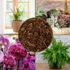 Soil Sunrise 100% Natural Pine Bark Mulch, for Container Gardening, Soil Supplement, Houseplants, Terrariums - 3 of 4