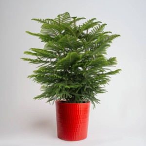 9" Norfolk Island Pine Plant - 1 of 4