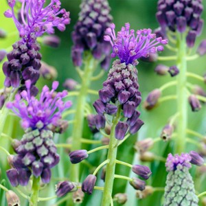 25ct Grape Hyacinths Comosum Bulbs - Van Zyverden - 1 of 4