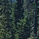 regis barnwood mocha narrow