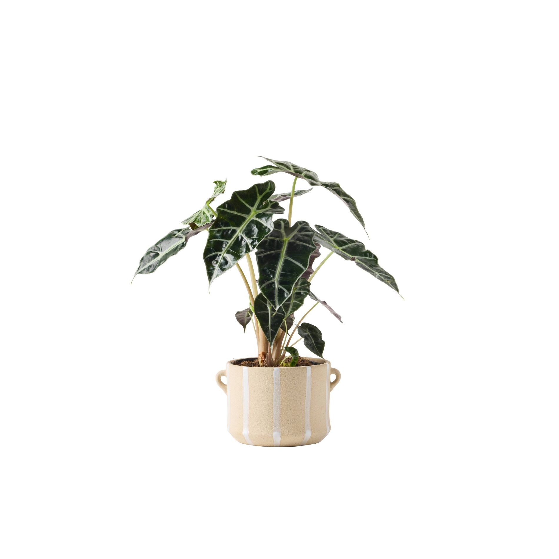 LiveTrends 6" Alocasia Polly in Linea Sand