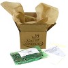 Grand Freesia & Ranunculus Blend Set of 25 Bulbs - Van Zyverden - 3 of 4