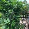Vynxaria Metal Garden Trellis, 2 Pack Metal Trellis for Climbing Plants, Indoor/Outdoor Plant Trellis for Potted Plants, House Plants, Climbing - 2 of 4
