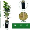 Artificial Fiddle Leaf Fig Tree with Planter, 6Ft Tall Fake Tree with Natural Wood Trunk for Home Decor, Faux Ficus Tree Fake Moss for Home Office - 3 of 4